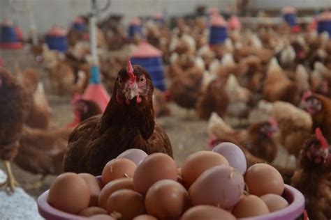 T­a­v­u­k­ ­y­u­m­u­r­t­a­s­ı­ ­ü­r­e­t­i­m­i­ ­A­r­a­l­ı­k­’­t­a­ ­a­r­t­t­ı­ ­-­ ­S­o­n­ ­D­a­k­i­k­a­ ­H­a­b­e­r­l­e­r­